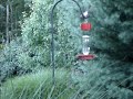 Tufted Titmouse at Hummingbird Feeder