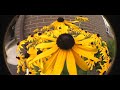 nature footage nature footage