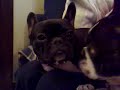 Un amor de perros