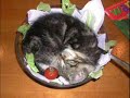 Fiendish Felines