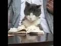 Fiendish Felines