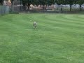 Pit bull running toward me!