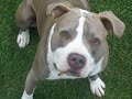 Pit bull running toward me!