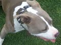 Pit bull running toward me!