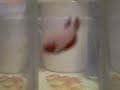 Bettas filhotes