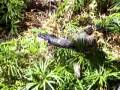 videos de Southern Indiana Northern Watersnake