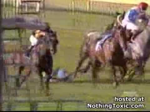 「[競馬]カモメの大群に突っ込んだ競走馬たち」のイメージ