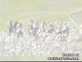 [競馬]カモメの大群に突っ込んだ競走馬たちのサムネイル