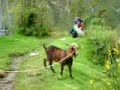 Goat Speaks English! Yells Mom!
