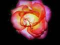 Reincarnation - Law of Rebirth