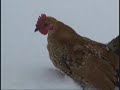 Snowy Emu Update, plus, chickens stay in! www.FredsFineFowl.com Snowy Emu Update, plus, chickens stay in! www.FredsFineFowl.com