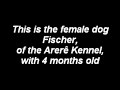 Female dog Fischer, of the Arerê Kennel - Fila Brasileiro Female dog Fischer, of the Arerê Kennel - Fila Brasileiro