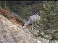 Banff wildlife