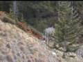 videos de Banff wildlife