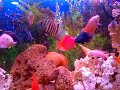 aquário com corais mortos oscar, aulonocara azul, jóia, green terror, severo gold,oscar albino,  uaru, cat fish, auratus, papagaios, acará do congo, pacú, papa terra e outros...mó mistura em harmonia 
