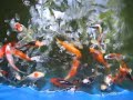 Fish Pond ni Jog - Episode 2 Fish Pond ni Jog - Episode 2