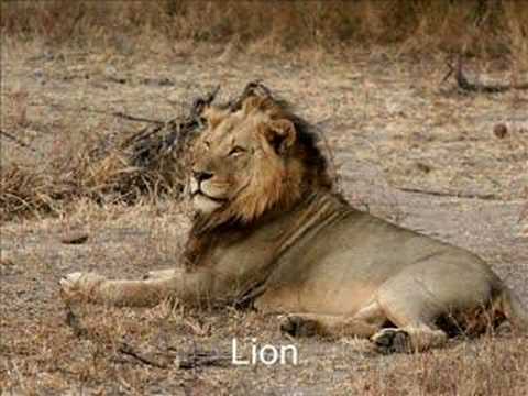 Animals From South Africa