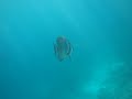 Shark At Bandos House Reef Maldives