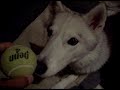 Rico ball fight Rico ball fight