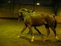 Elf galop 2