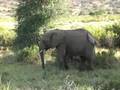 Elephants at Samburu National Reserve