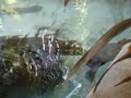 trachemys-zone.html