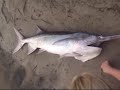 Rare Spoonbill Cat Rare Spoonbill Cat