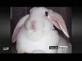 Disapproving Rabbits - Showcase Minnesota