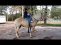 Magnum - 5 year old MFT