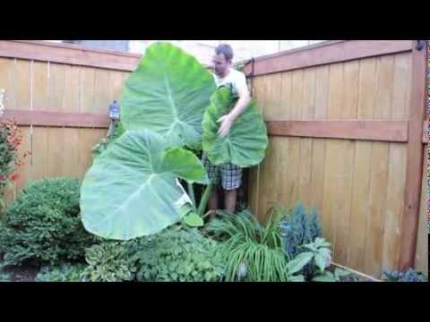 how to plant elephant ear plants