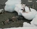 Gentoo penguins - 3
