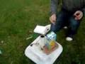 Amazing Homemade Explosion Frascati