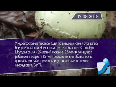 Новостная лента Телеканала Интекс 07.09.19.
