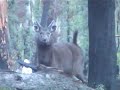 sambar-deer.html