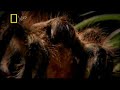 GREAT TARANTULAS AND DEADLY SPIDER BITE!