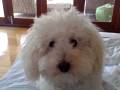 videos de close-up of bella