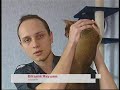 ???????? ?? ?????????? / TV programme about abyssinian cats