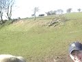 horse head but