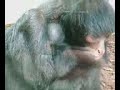 Aap met baby aapje @ Artis