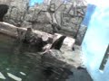 animais marinhos 