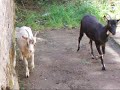 Goats in Saint-Nicodème Côtes-d\ Goats in Saint-Nicodème Côtes-d\