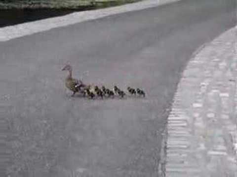 Really cute mummy duck with nine ducklings !