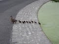 Really cute mummy duck with nine ducklings ! Really cute mummy duck with nine ducklings !