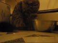 My cat drinking water with his paw My cat drinking water with his paw