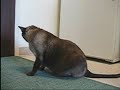 Feline Asthma