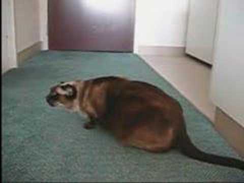 how to treat feline asthma