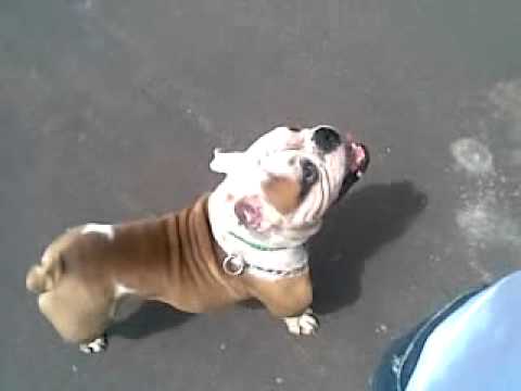dog ingles