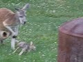 Baby kangaroo leaving and returning to pouch