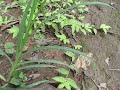 Cameroonian ants