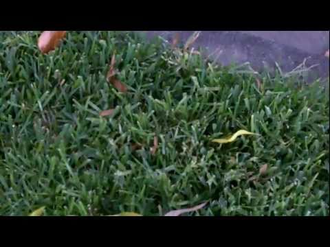 how to transplant st augustine grass runners